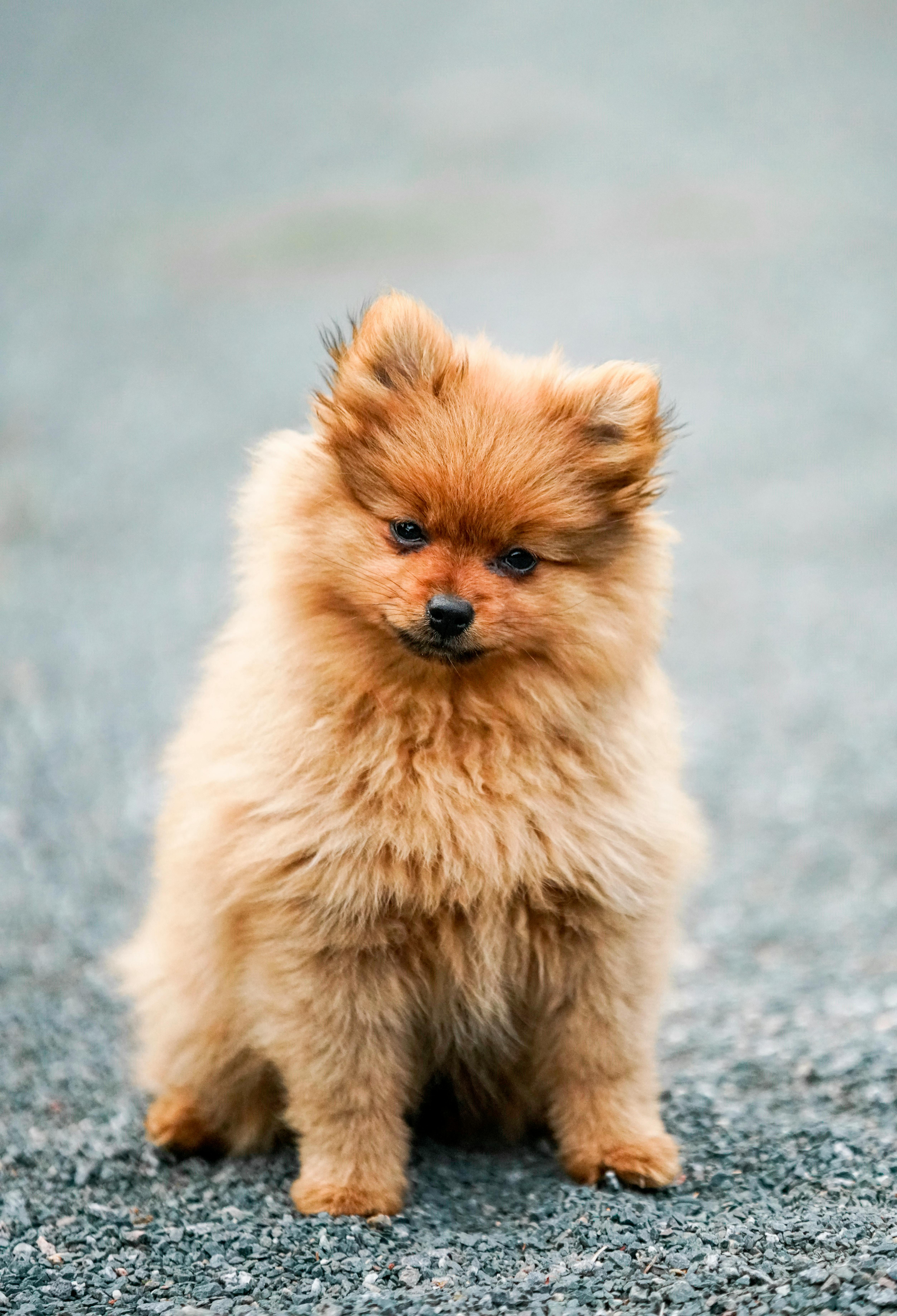 Dog and Cat